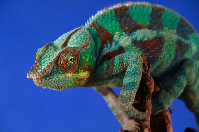 A colorful chameleon perched on a branch against a blue background.