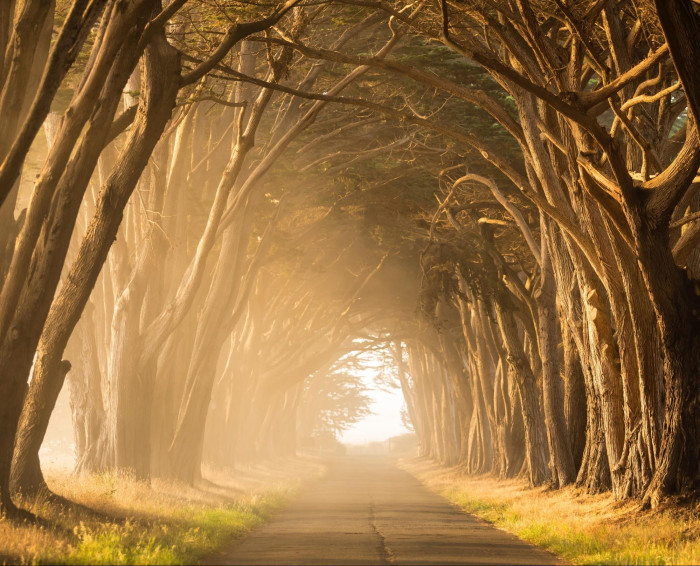 A road flanked by tall trees whose arching branches form a natural tunnel, with warm golden light at the far end.
